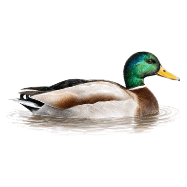 Mallard