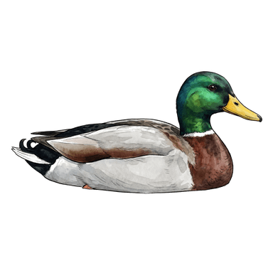 Mallard