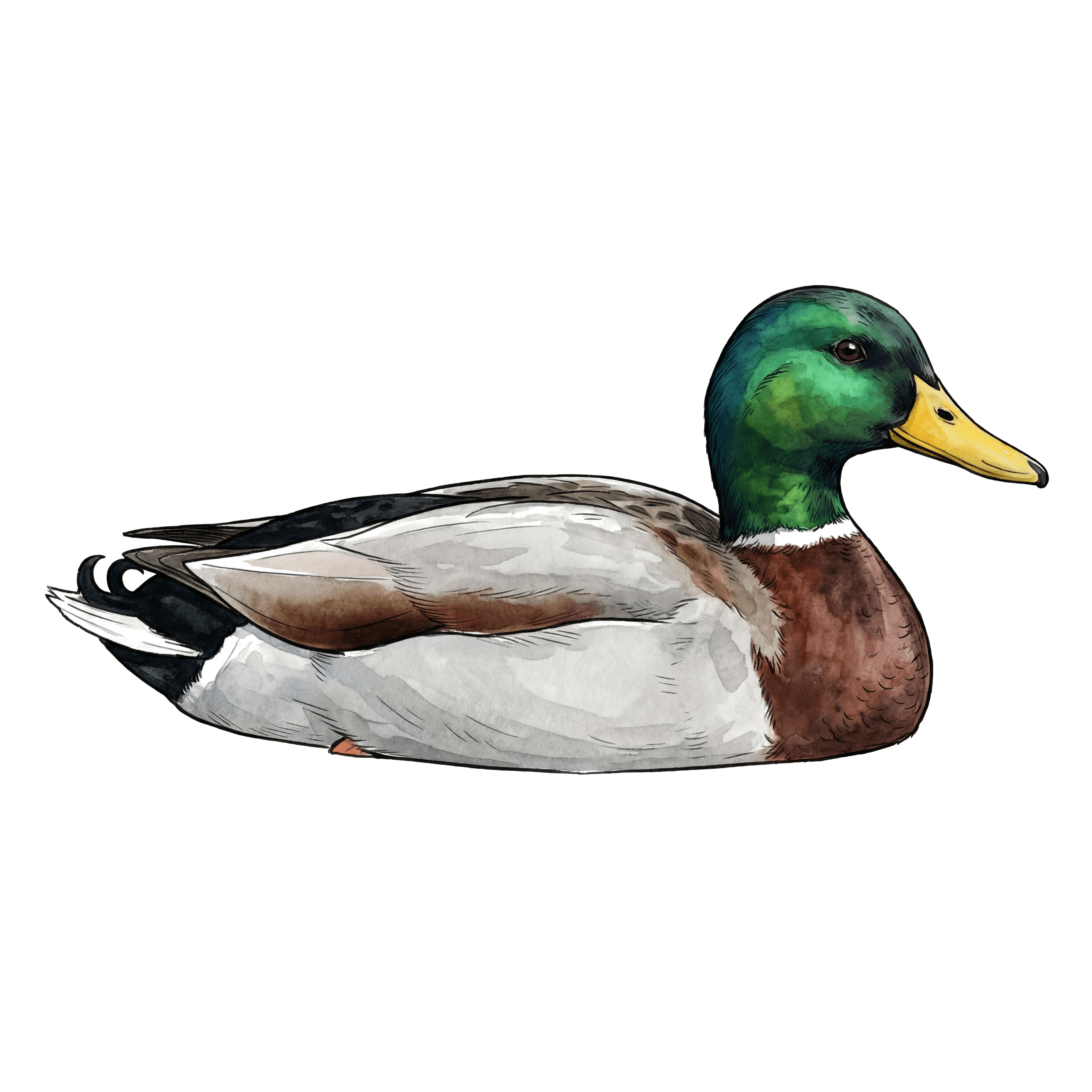 Mallard