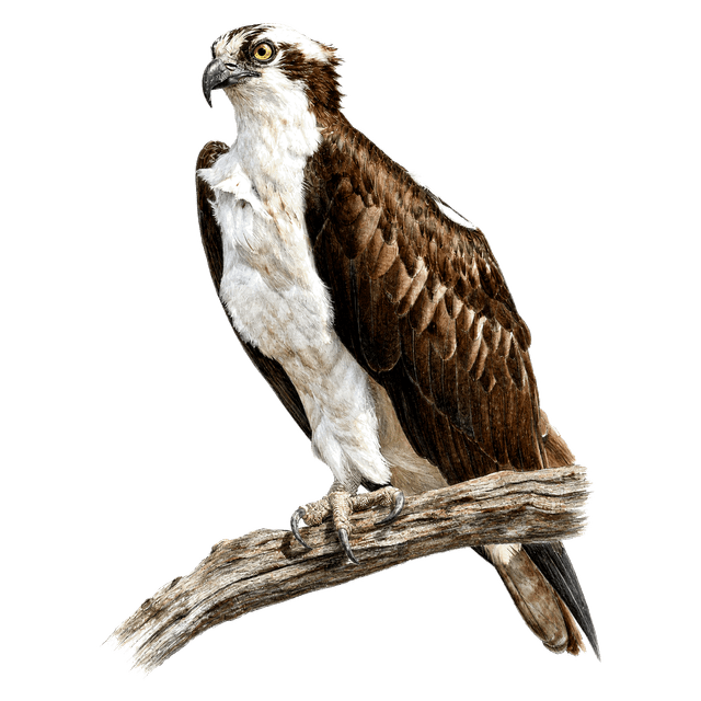 Osprey