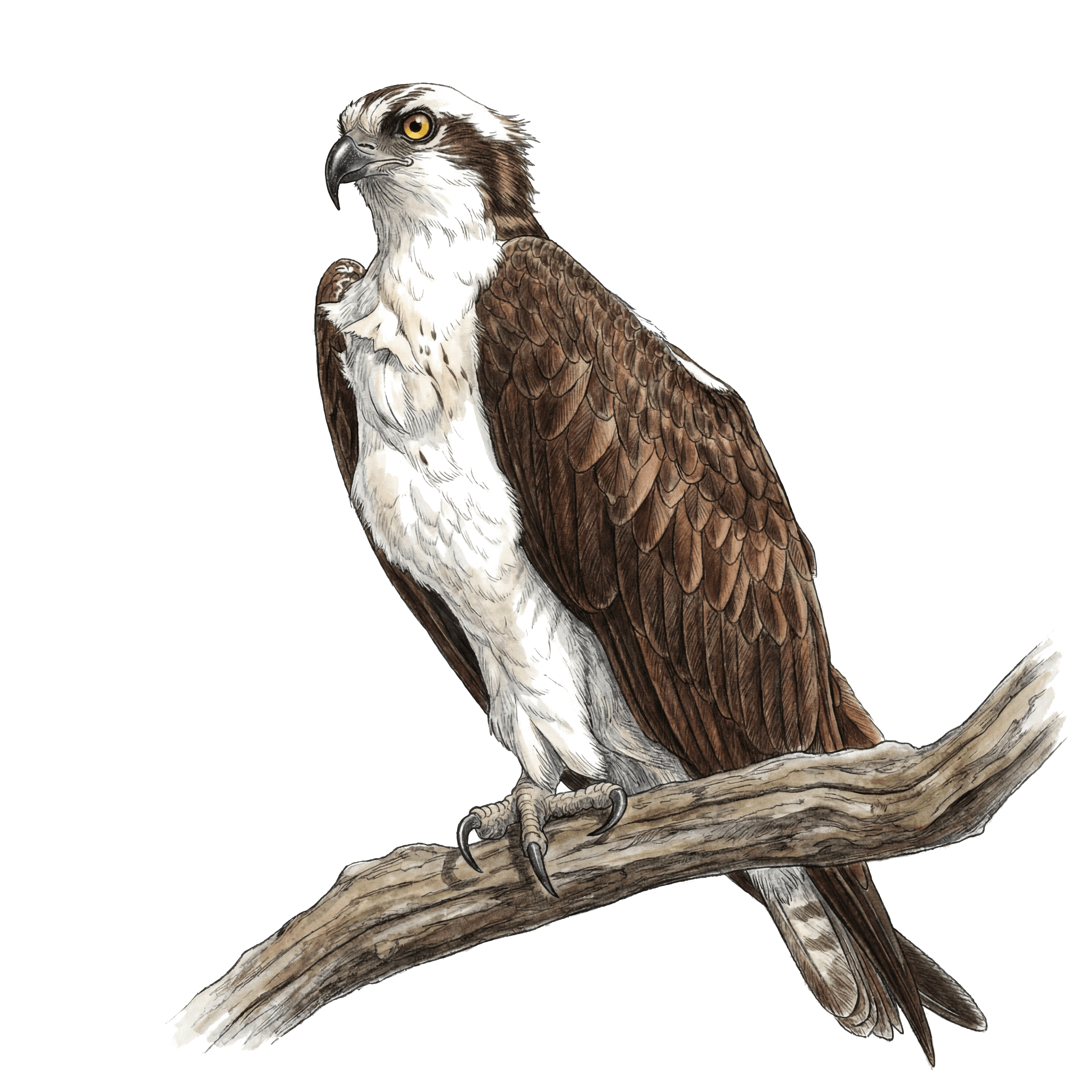Osprey