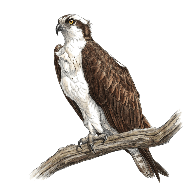 Osprey