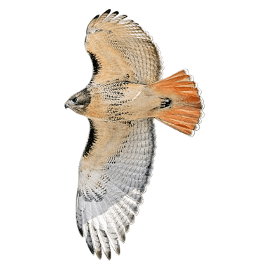 Red-tailed Hawk