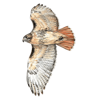 Red-tailed Hawk