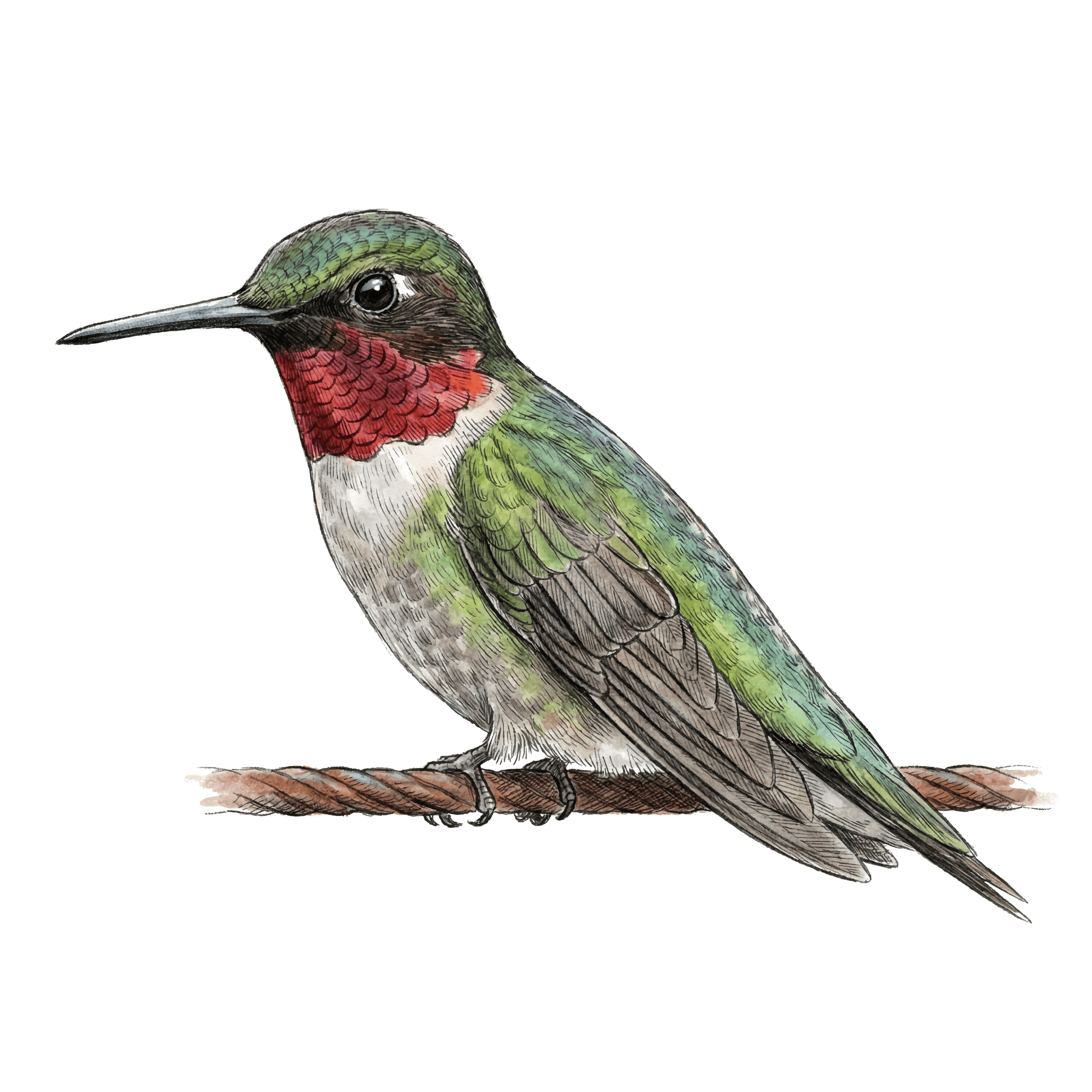 Ruby-throated Hummingbird