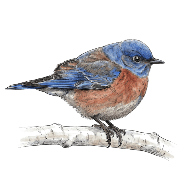 Western Bluebird
