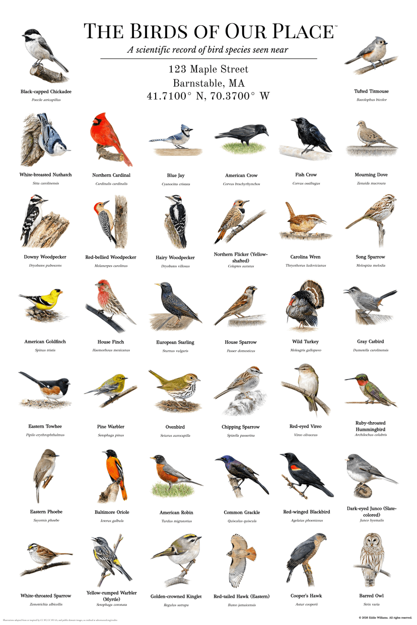 Barnstable Massachusetts bird print