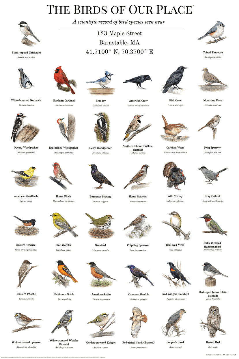 Barnstable Massachusetts bird poster