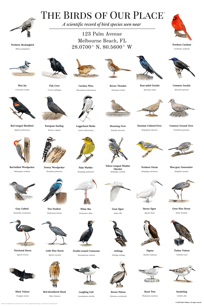 Melbourne Beach Florida bird print