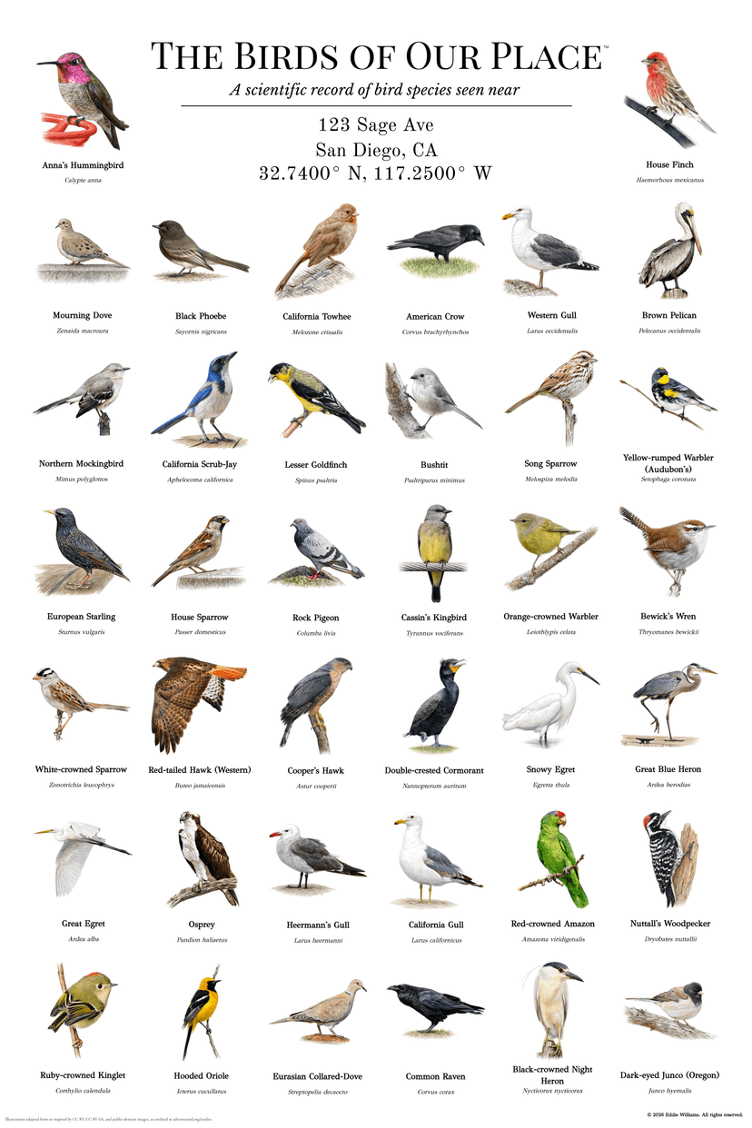 San Diego California bird print