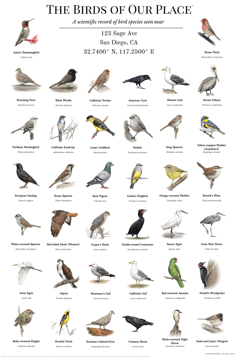 San Diego California bird poster