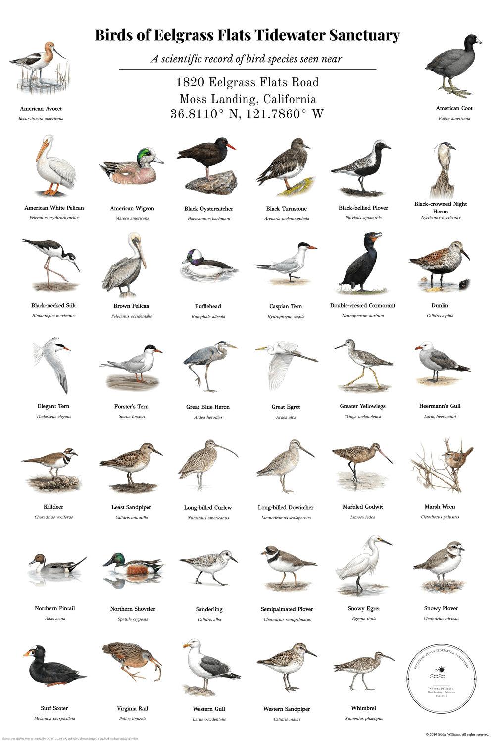 Birds of Eelgrass Flats Tidewater Sanctuary — a custom 38-species bird print for a California coastal nature center