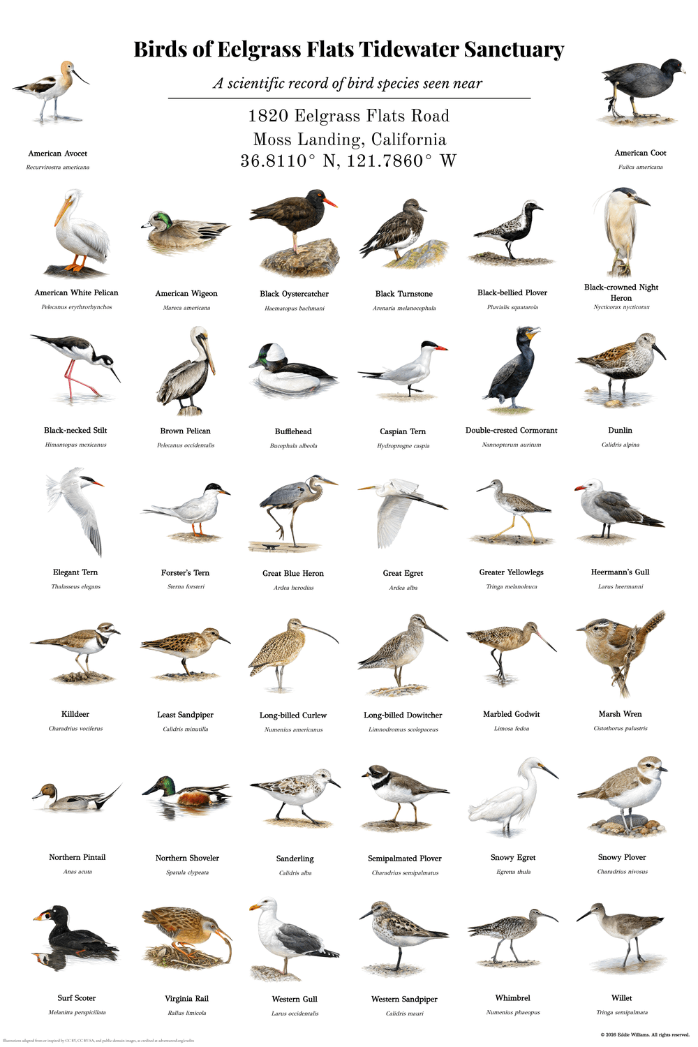 Birds of Eelgrass Flats Tidewater Sanctuary — a custom 38-species bird print for a California coastal nature center