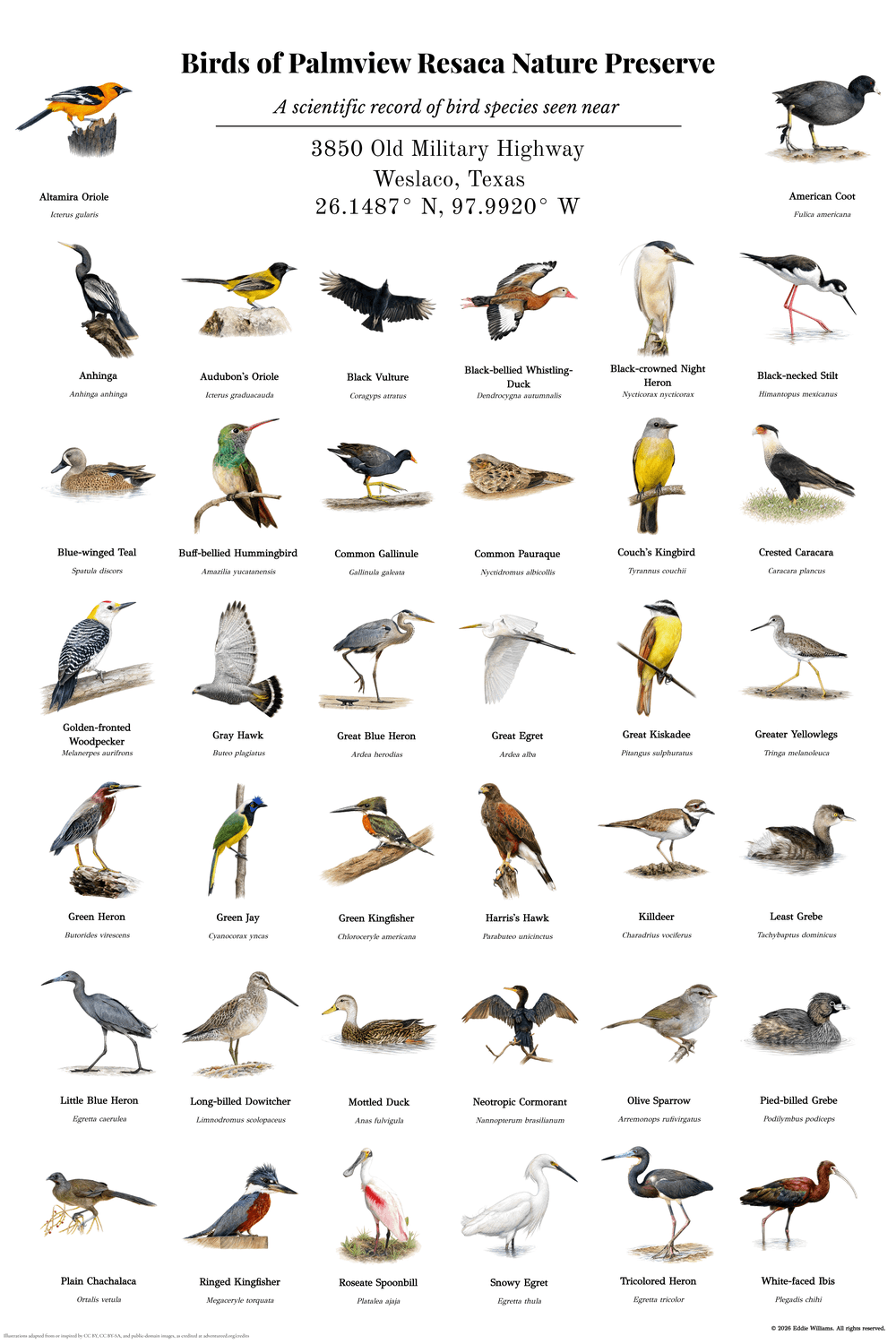 Birds of Palmview Resaca Nature Preserve — a custom 38-species bird print for a South Texas nature center